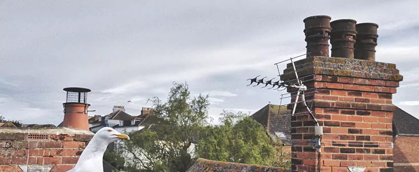 Chimney Cleaning And Restoration in South Ogden, Utah